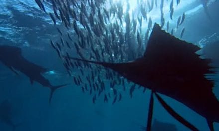Group of Sailfish Masterfully Herd Their Prey for Easy Pickings