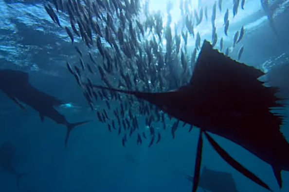 Group of Sailfish Masterfully Herd Their Prey for Easy Pickings