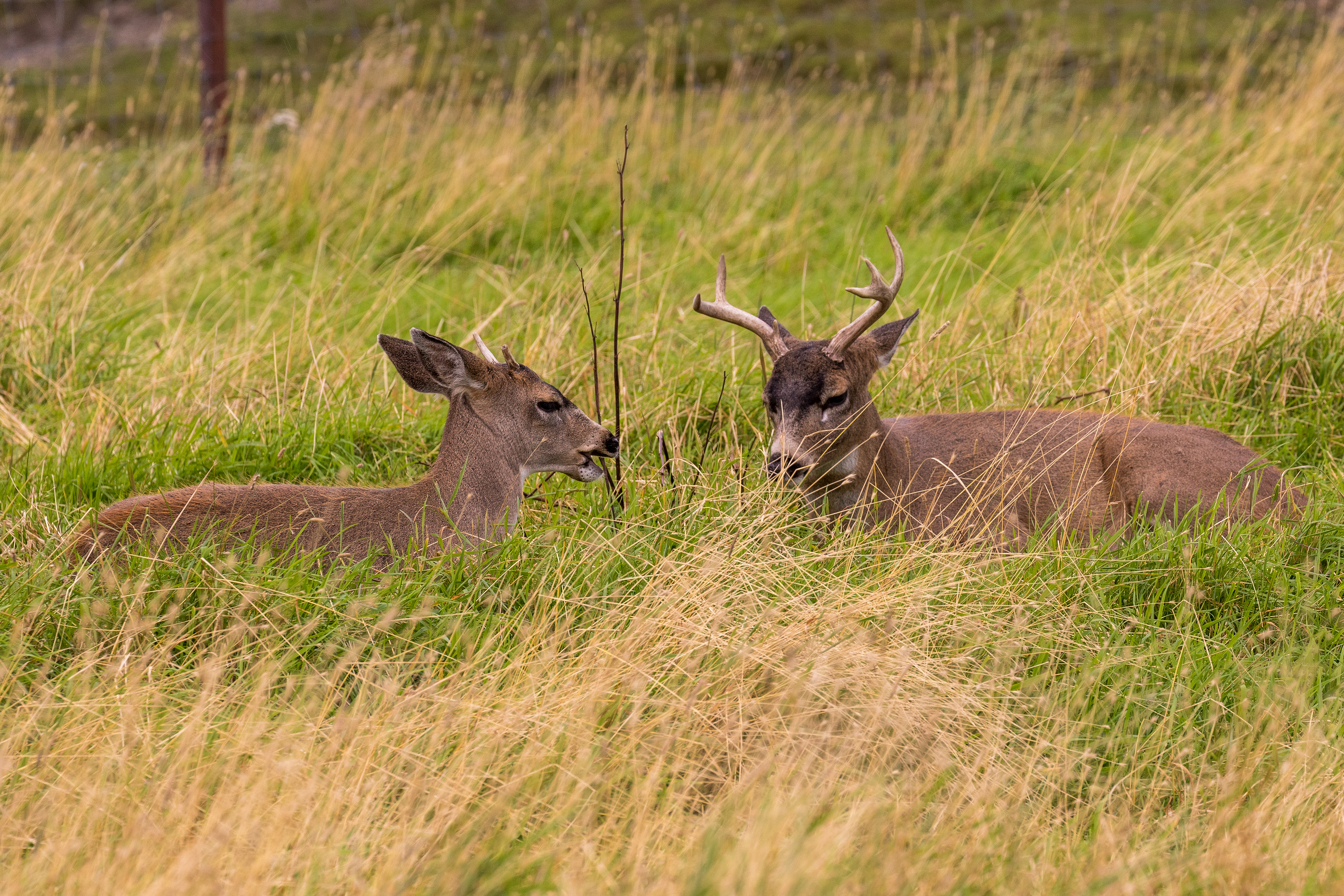 Hunt Blacktail Deer