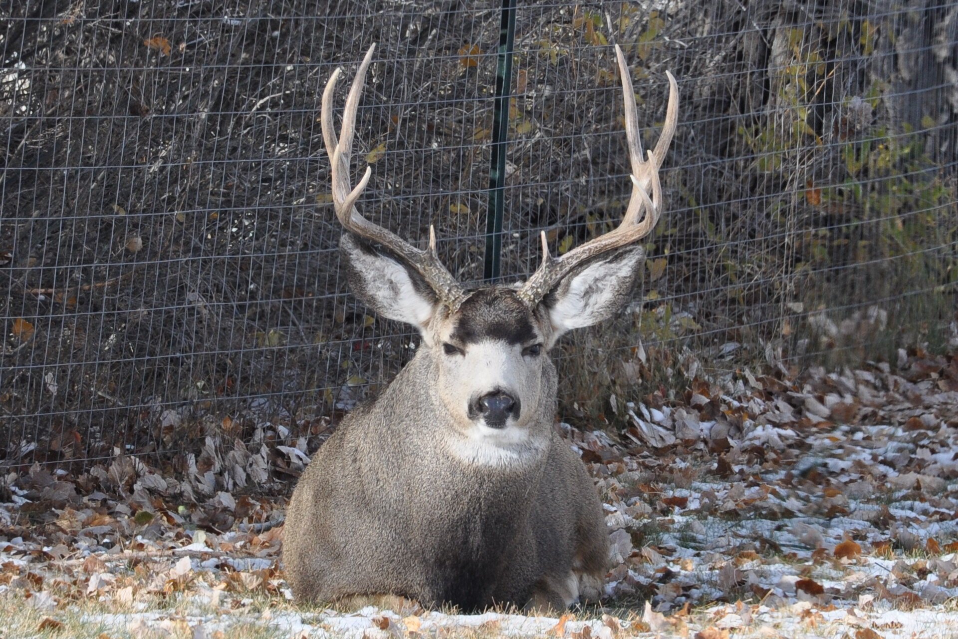 Hunt Pressured Mule Deer