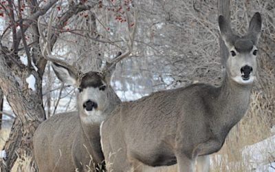 How to Hunt Pressured Mule Deer