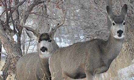 How to Hunt Pressured Mule Deer