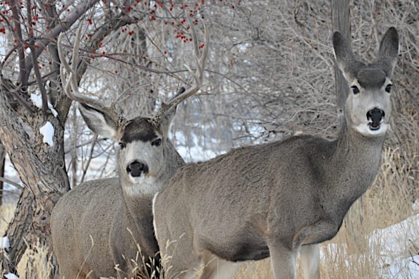 How to Hunt Pressured Mule Deer