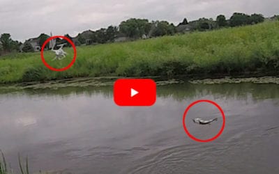 Largemouth Bass Causes Hilarious and Expensive Drone Fishing Mistake