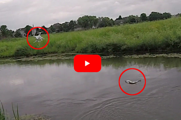 Largemouth Bass Causes Hilarious and Expensive Drone Fishing Mistake