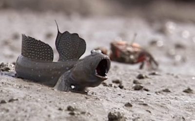 Mudskippers: The Weird Fish That Live Most of Their Lives on Land