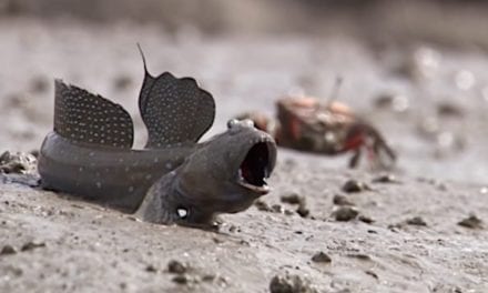 Mudskippers: The Weird Fish That Live Most of Their Lives on Land