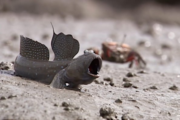 Mudskippers: The Weird Fish That Live Most of Their Lives on Land