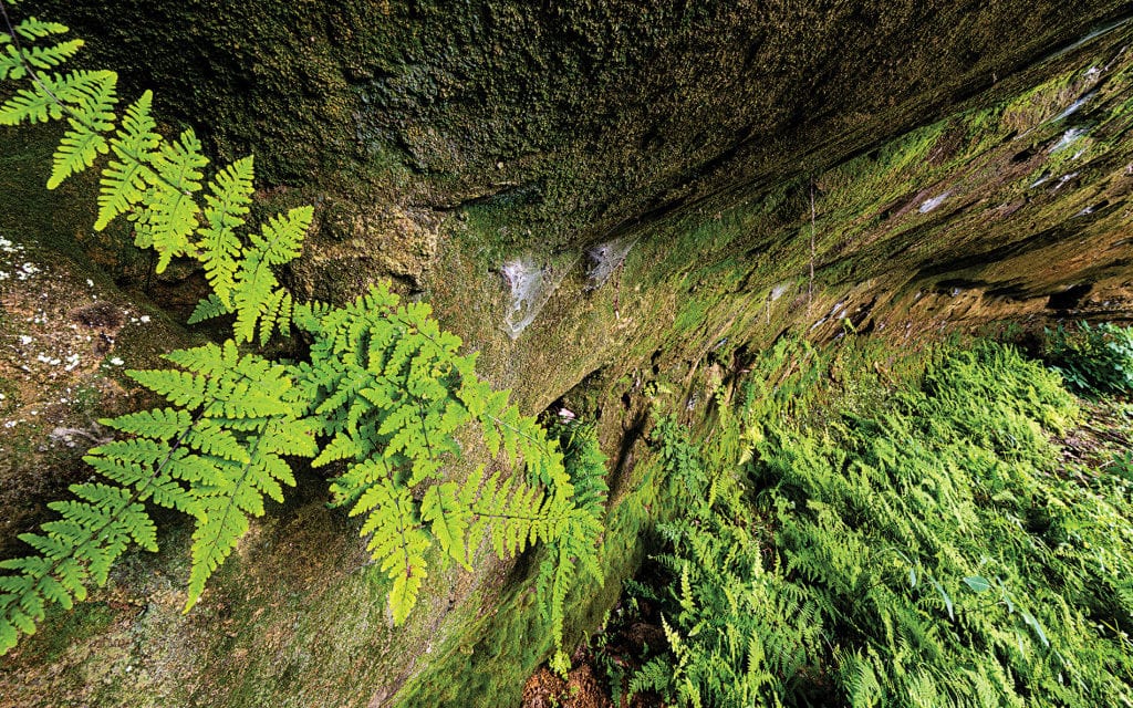 Nebraska’s Fascinating Ferns