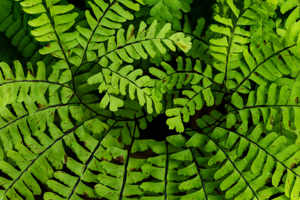 Maidenhair fern