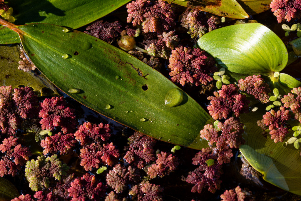 Mosquito fern