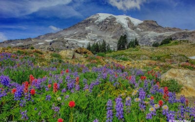 Photo Of The Day By Yvonne Baur