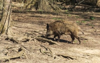 Rifle Calibers for Hog Hunting: Here Are 3 Top Choices