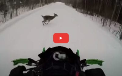 Snowmobile Collides With Running Deer