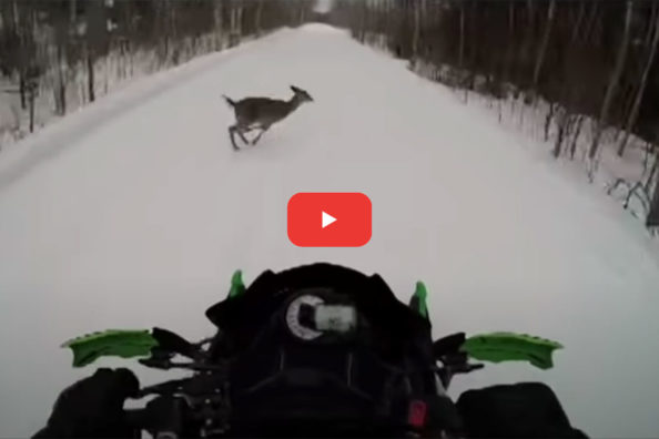 Snowmobile Collides With Running Deer