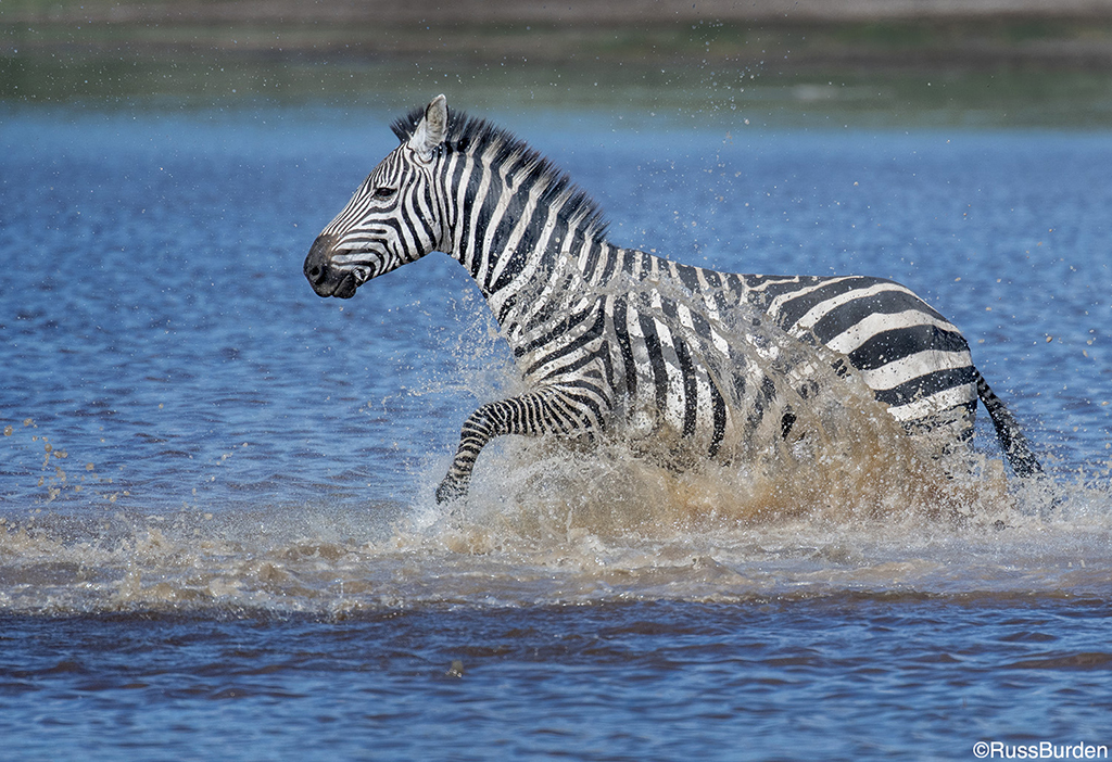 Photo safari tips