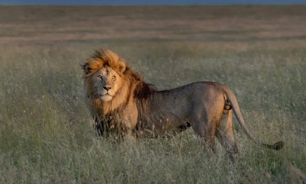 So You’re Going On A Photo Safari?