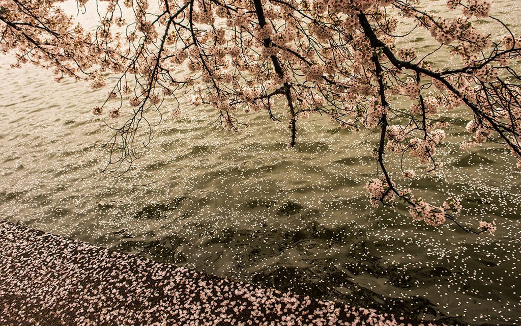 Spring Showers Assignment Winner Hi il Lee