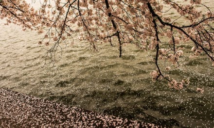 Spring Showers Assignment Winner Hi il Lee