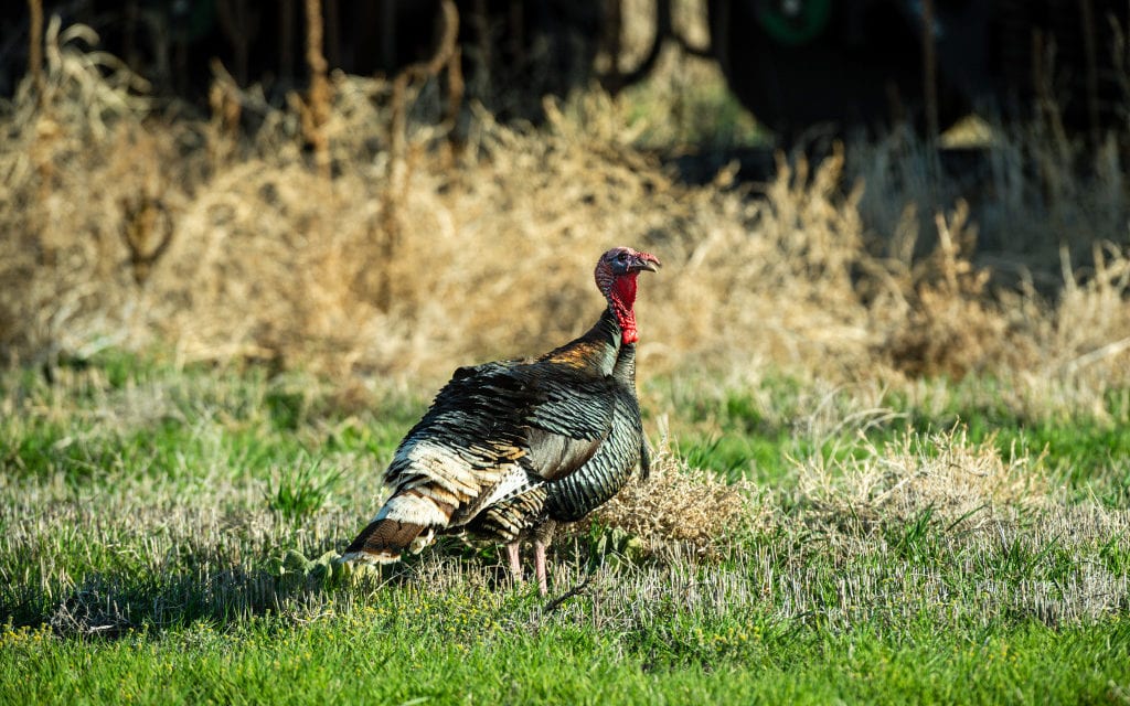 Weathering Turkeys