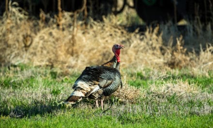 Weathering Turkeys