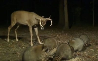 Young Buck Fights Raccoons Off the Corn Pile
