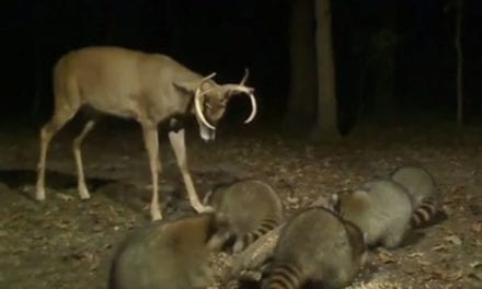 Young Buck Fights Raccoons Off the Corn Pile