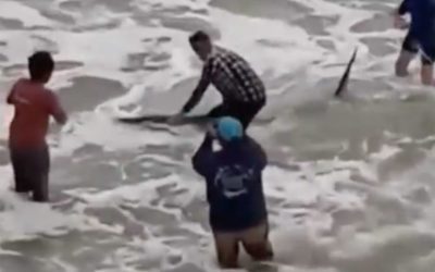 10-Foot, 700-Pound Great White Shark Caught Off Florida Pier