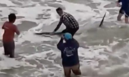 10-Foot, 700-Pound Great White Shark Caught Off Florida Pier