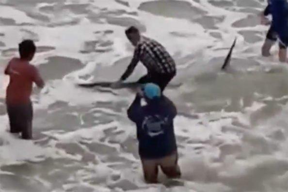 10-Foot, 700-Pound Great White Shark Caught Off Florida Pier