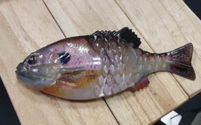2021 ICAST ‘Best in Show’ Goes to Berkley Gilly Swimbait
