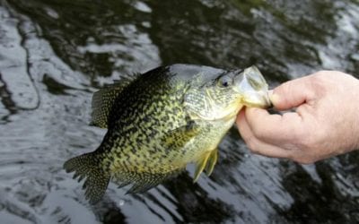 5 Best Crappie Lures That Flat Out Work