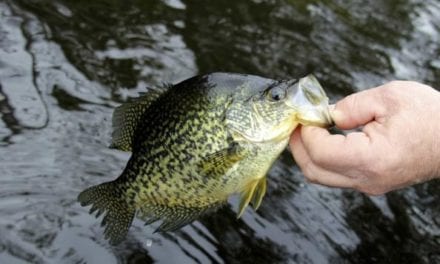 5 Best Crappie Lures That Flat Out Work