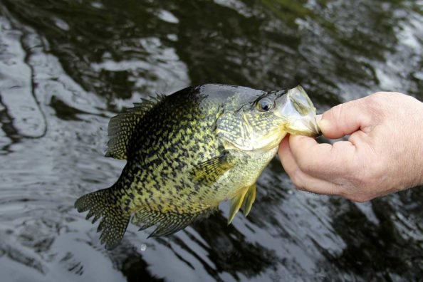 5 Best Crappie Lures That Flat Out Work