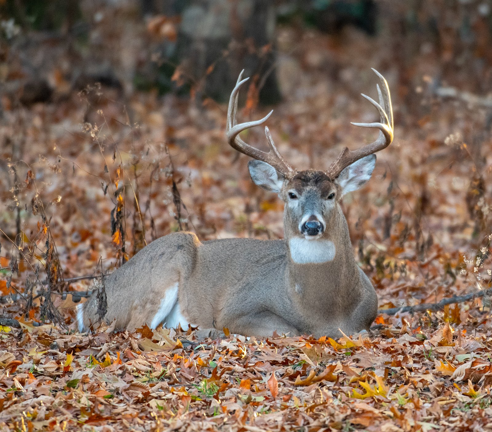 Off-Season Hunting Projects