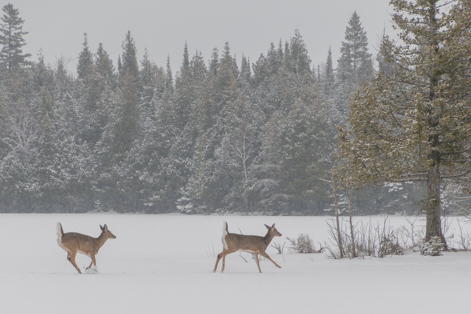 Off-Season Hunting Projects