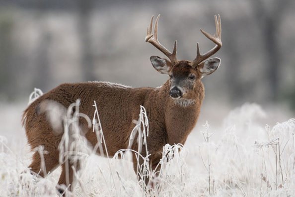 5 Off-Season Hunting Projects to Start Working On Now