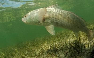 6 Best Lures for Inshore Saltwater Fishing