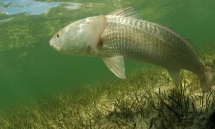 6 Best Lures for Inshore Saltwater Fishing