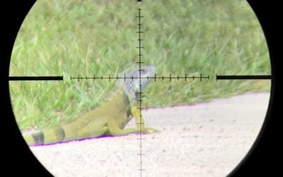 Airgun Hunting for Invasive Florida Iguanas Makes For Fast, Fun Action