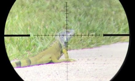 Airgun Hunting for Invasive Florida Iguanas Makes For Fast, Fun Action