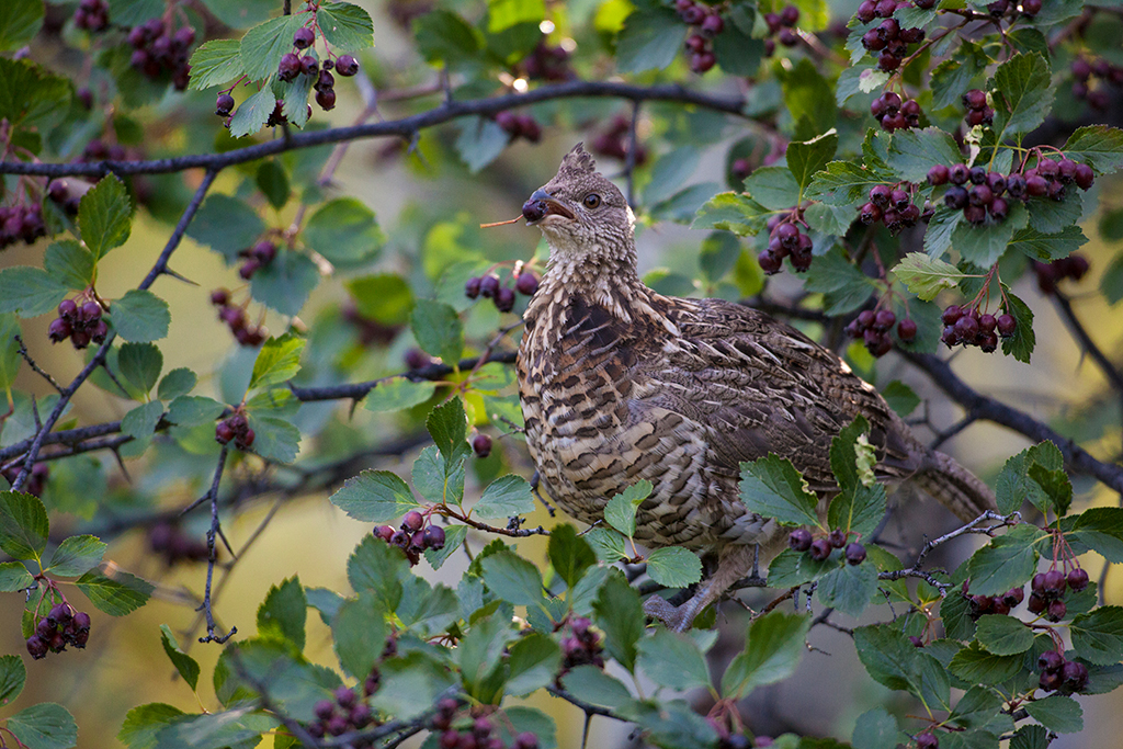 Image of a female ruffed grouse.