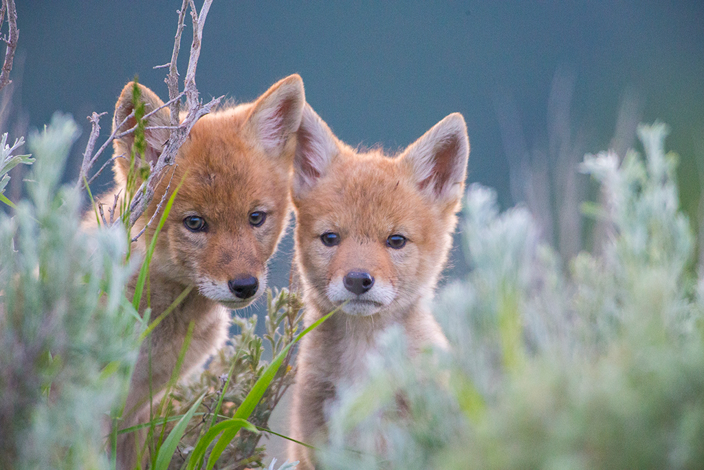 Coyote pups at R Lazy S ranch.