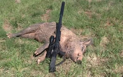 Big Bore .357 Magnum Air Rifle Drops Large Texas Hog in its Tracks