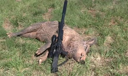 Big Bore .357 Magnum Air Rifle Drops Large Texas Hog in its Tracks