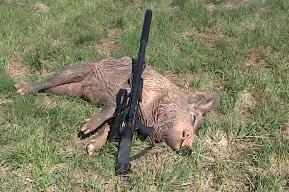 Big Bore .357 Magnum Air Rifle Drops Large Texas Hog in its Tracks