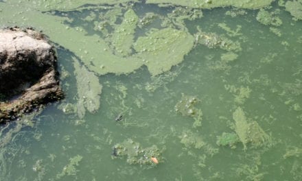 Bluegreen Algae