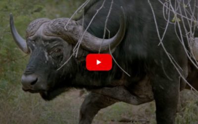 Cape Buffalo Short Film Captures Every Emotion Attached to Hunting