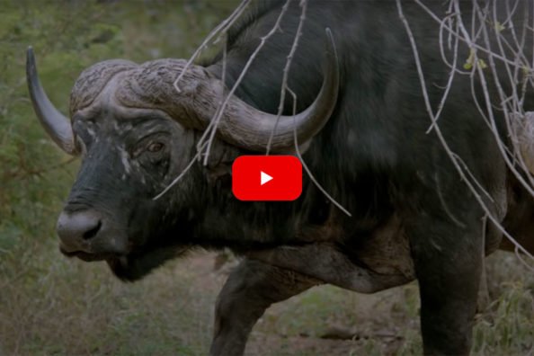 Cape Buffalo Short Film Captures Every Emotion Attached to Hunting