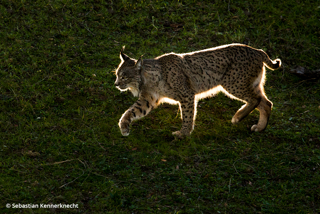 Image of an Iberian lynx.